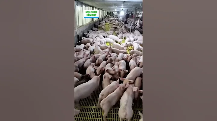 Giá heo giống hạ nhiệt