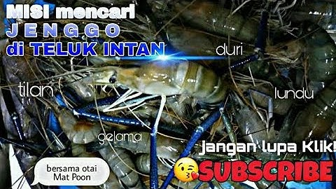 Udang Galah Teluk Intan @ JENGGO