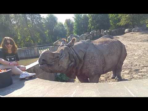 Wideo: Francuscy Odwiedzający Zoo Drapią Swoje Nazwiska W Nosorożce