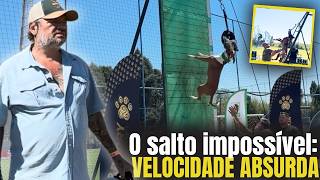 Os Pitbulls Mais Fortes Do Brasil Você Não Vai Acreditar No Que Esses Cães Fazem
