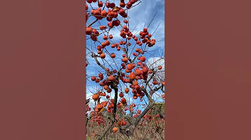 Persimmon Picking Relaxing Sounds Short Satisfying 