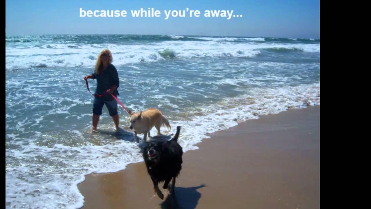 Pet Sitting Riverside California PetTacular Pet Sitting Services