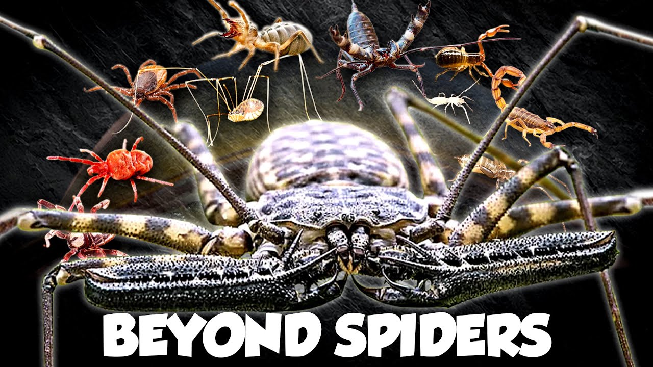 Every Arachnid on Earth (are they in YOUR backyard?)