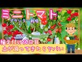 ミニトマト栽培土が減ってきたらヤバい/重要なポイント/家庭菜園/2023年