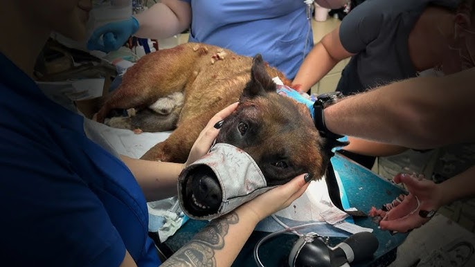 K 9 Released From Hospital After Being Stabbed By Suspect