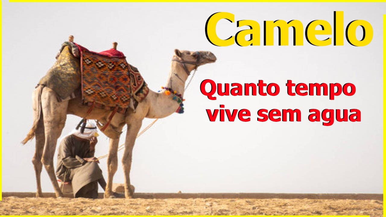 camelo armazena agua? Quanto tempo fica sem agua? - YouTube