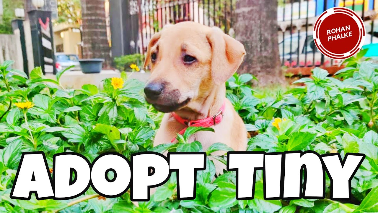 Adopt Tiny Adopt A Dog Get A Dog Mumbai Adoption Pariah Dog