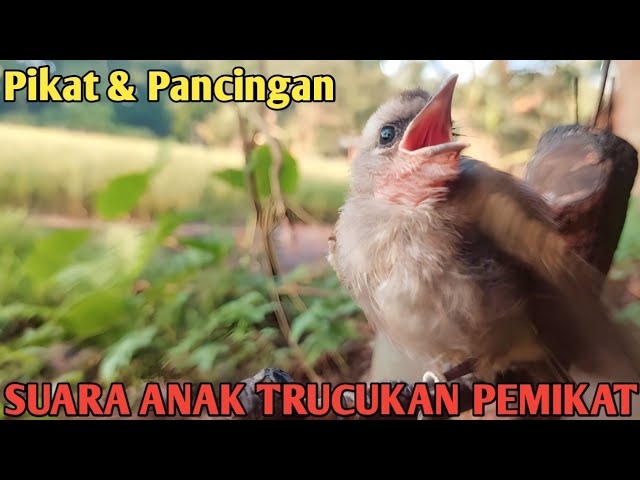 Suara Pikat Trucukan Anakan trucuk minta makan ampuh class=