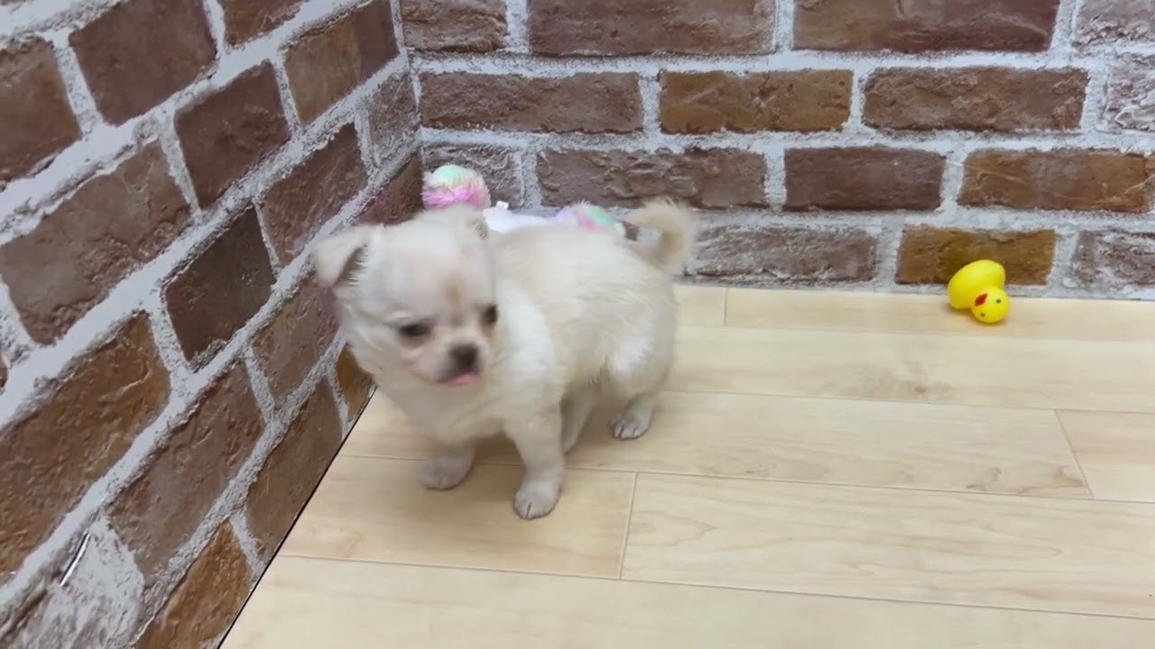 197265 チワワ ペットショップ犬の家＆猫の里七宝店