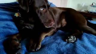 ZANAX chocolate labrador five years in slow-motion by Trixi 338 views 4 years ago 38 seconds