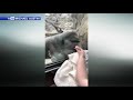 New mom and gorilla hold babies at glass for each other