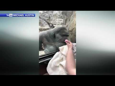 Video: „Pet Scoop“: šunų lazdos pagal trūkstamą kūdikį, geros žinios kalnų Goriloms
