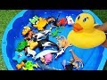 Learn Animals for Kids Toddlers Surprise Animals and Sea animals Video