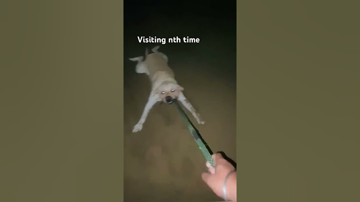 Watch the video about Appu at Elliot's Beach #labrador #dogatbeach #funny