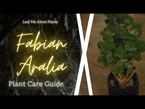 Fabian Aralia Stump (Polyscias scutellaria) Plant Care Guide - For Beginners