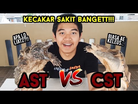 KECAKAR SAKIT BANGETT !!:( | ALLIGATOR SNAPPING TURTLE VS COMMON SNAPPING TURTLE (AST VS CST)