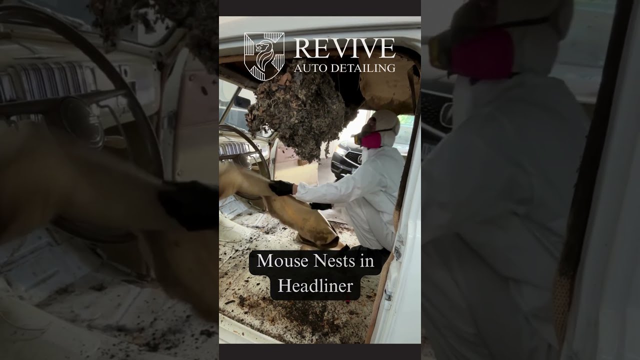 Disaster Detail: 👉 Rodent Apocalypse: Mouse-Infested Car Restoration