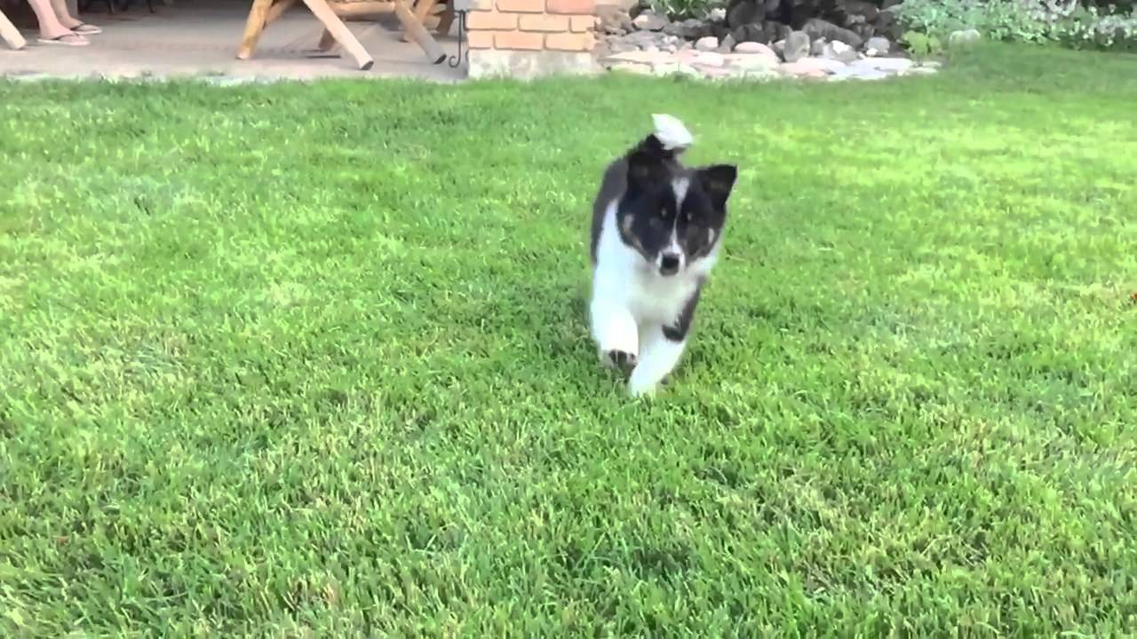 Border Collie Puppy Youtube
