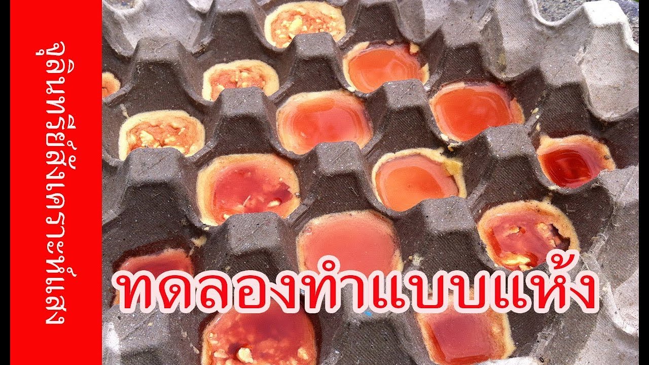 จุลินทรีย์สังเคราะห์แสง : ทดลองทำแบบแห้งแบบผง ครั้งที่ 1.1 | เกษตรกรชาวบ้าน