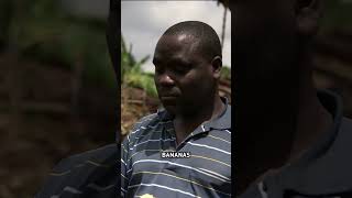 Would you try Pamphile's Banana Beer? The whole documentary now @AutenticDocumentary #bananabeer