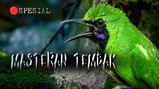 🔴MASTERAN TEMBAK‼️CUCAK IJO GACOR FULL TEMBAKAN NGEROLL 