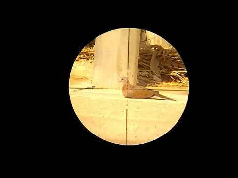 صيد يمامة بندقية رش رقم 