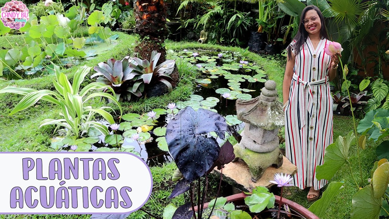 PLANTAS ACUÁTICAS: Hermosa opción para los jardines y MI NUEVO PROYECTO │Candy Bu