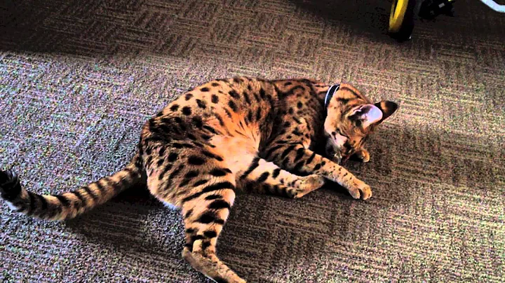 Video 999421: talking savannah, f1 savannah, african serval