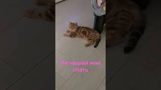 Лиса пытается поспать #cat #шотландскаяпрямоухая