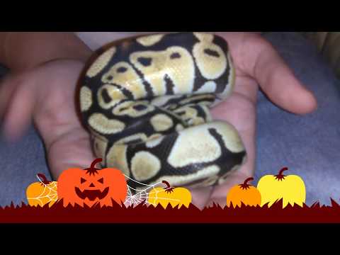 Ball Python Balling Up to Hide