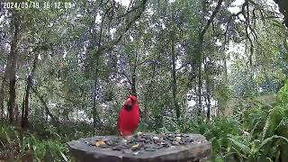 The Cardinal - Distinguished Bird - What a Delight Today