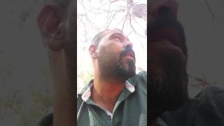 Adanali Mustafa Replikleri