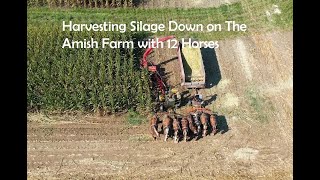 Harvesting Corn Silage on Amish Farm In Lancaster County, PA with 12 Horses