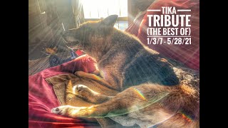 Tika Tribute - Highlights from the Life of a Senior German Shepherd Dog with Degenerative Myelopathy