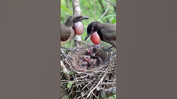 Wildlife Shock: Snake Attacks Nest, Brave Bird Responds Instantly