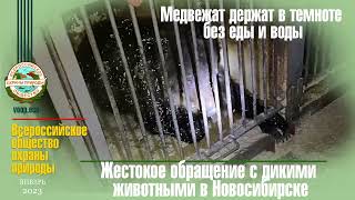 Жестокое обращение с дикими животными в Новосибирске