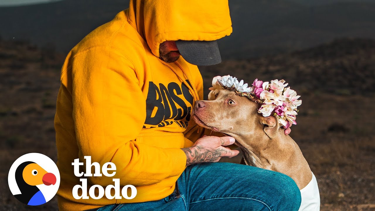 Pittie Rescued From Chain Turns Out To Be Pregnant | The Dodo - YouTube