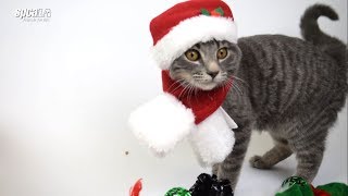 Meowy & Bright Holidays! Love, spcaLA Cats