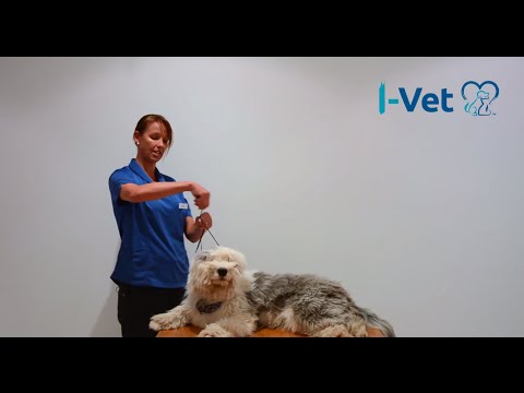 I-Vet - How to make a muzzle for your pet