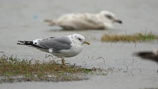 ♪鳥くん野鳥動画（千葉県銚子市）カモメAd近距離20190309JO6A2366