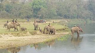 Elephant breeding center at Chitwan| Nepal wildlife tour | Nepal wild