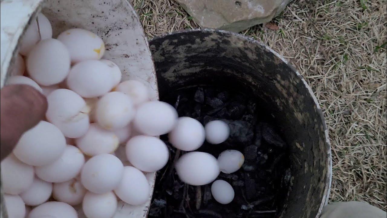 A compost slurry with dumpster eggs YouTube