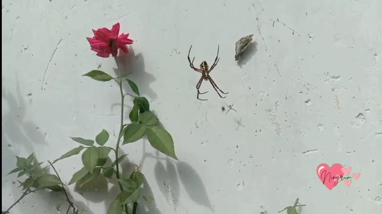 Ningrum_ bermain bersama laba-laba