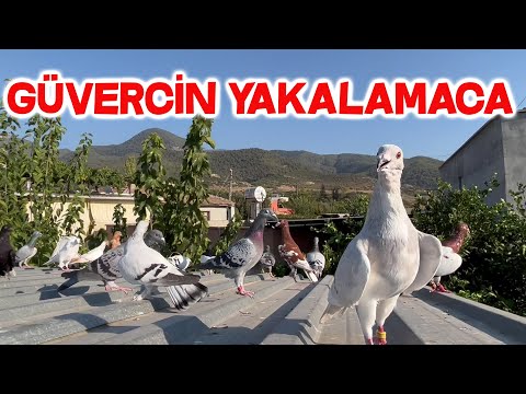 Kaçak Güvercin Geldi
