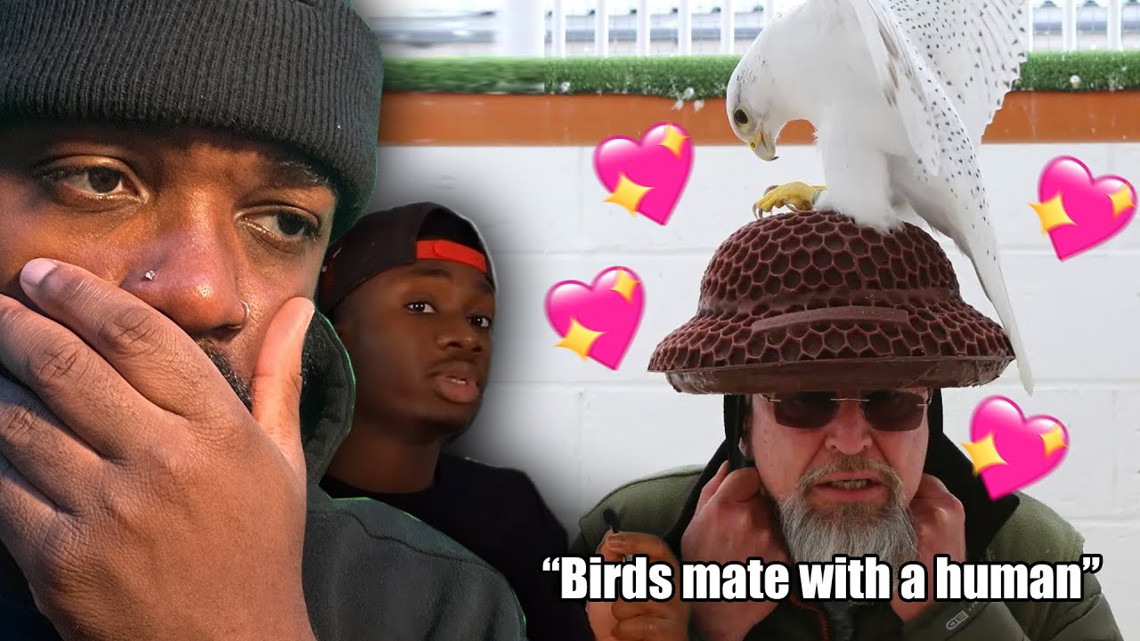 ПОЧЕМУ ПТИЦЫ ВЛЮБЛЯЮТСЯ В ЛЮДЕЙ