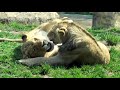 African Lions Social Bonding | Licking Nuzzling Snuggling Head-Rubs | Lincoln Park Zoo May 17 2023