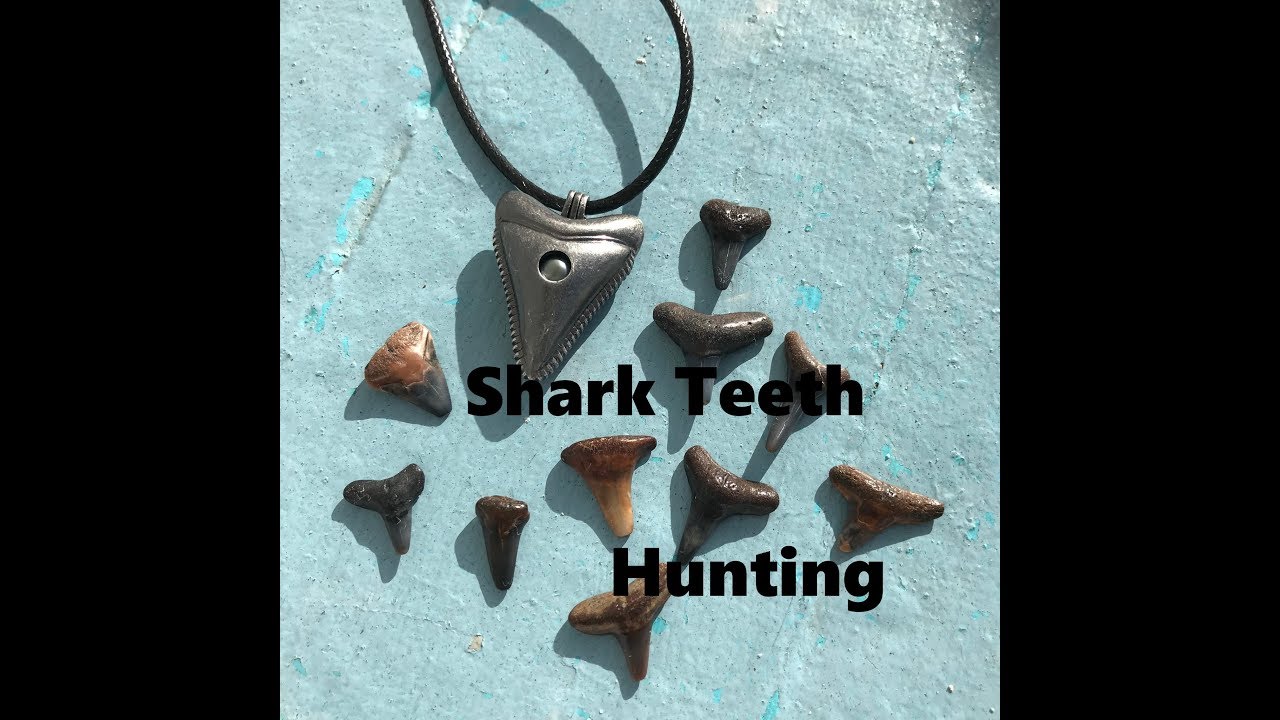 Hunting For Sharks Teeth And Fossils On Manasota Key Beach Hunting For Sharks Teeth And Fossils On Manasota Key Beach February 2018