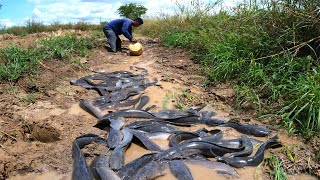 amazing fishing! a fisherman spilling dry water in canal catch big monster fish a lots by hand