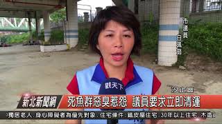 1070531新北新聞網02 汐止區死魚群惡臭惹怨 議員要求立即清運