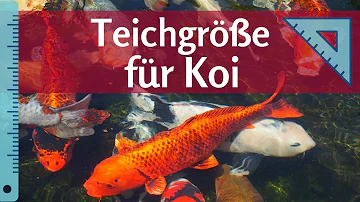 Wie groß muss ein Teich für kleine Fische sein?